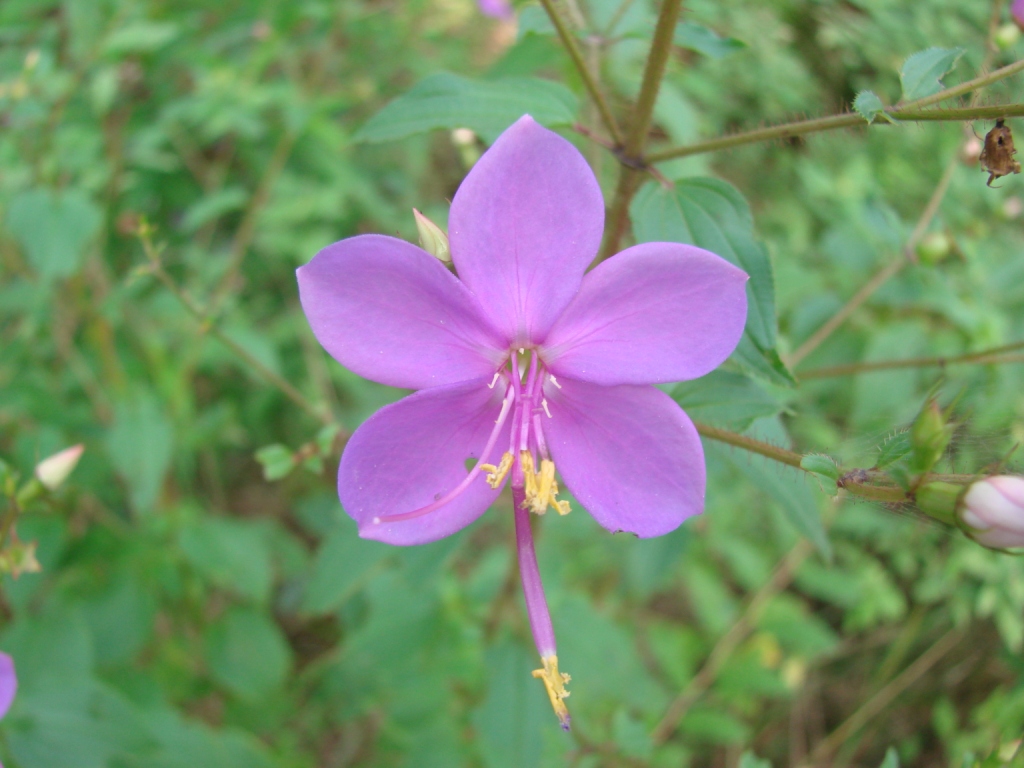 Rhynchanthera cordata