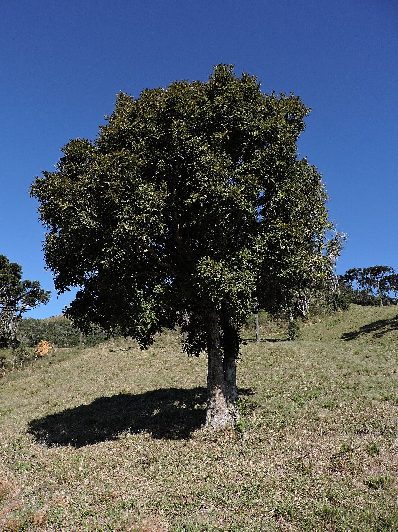 Campomanesia reitziana