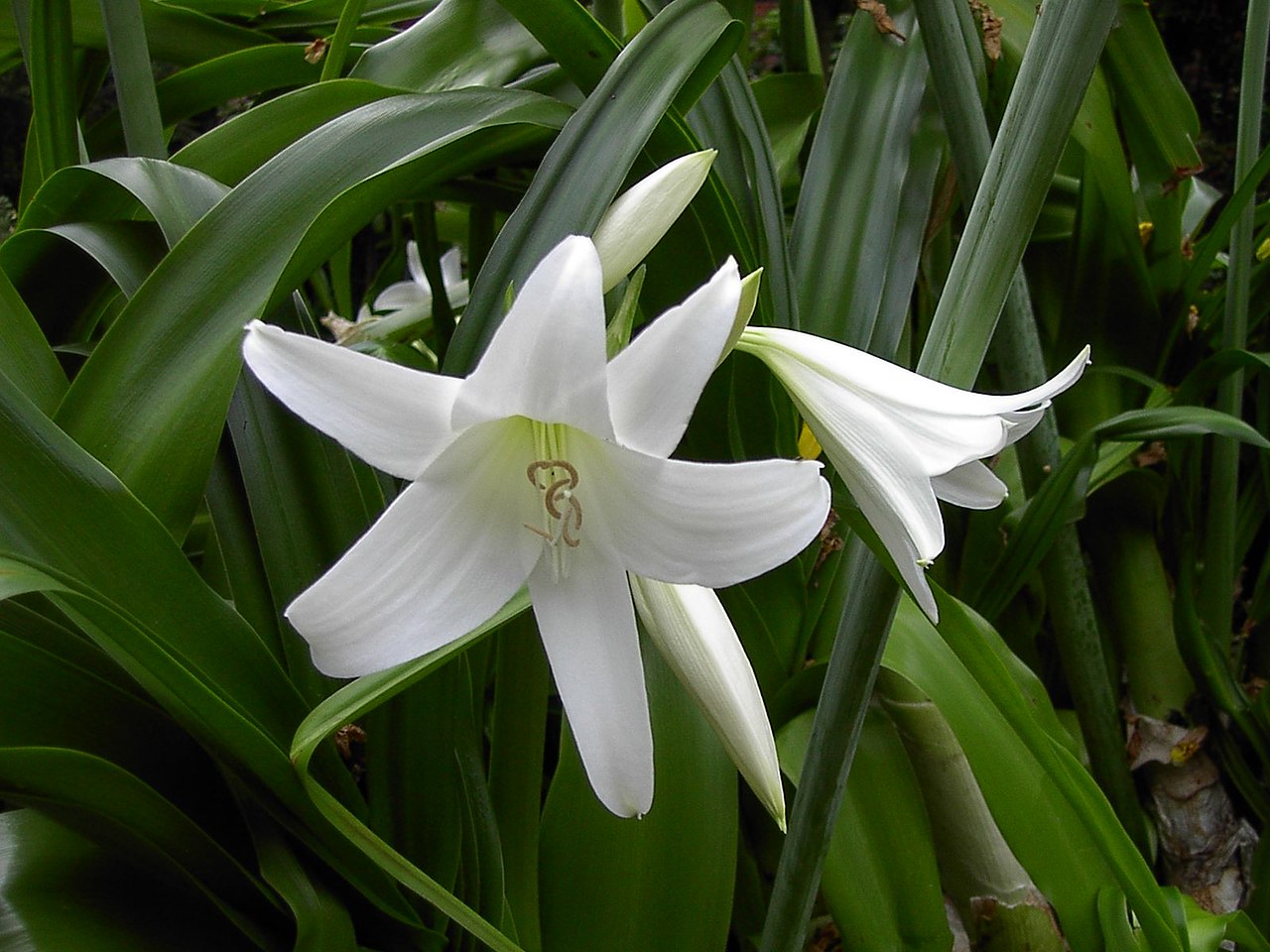 Crinum ×powellii