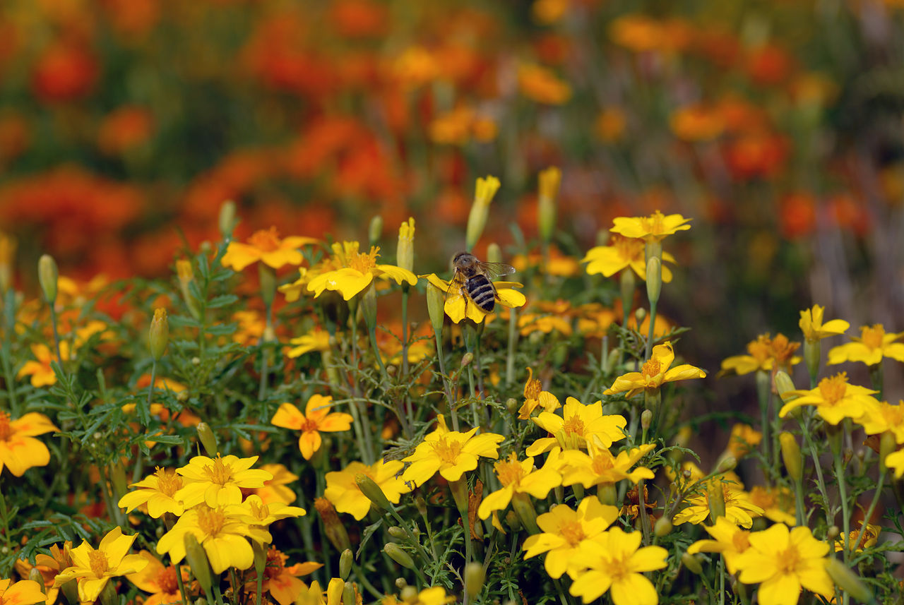 Tagetes tenuifolia
