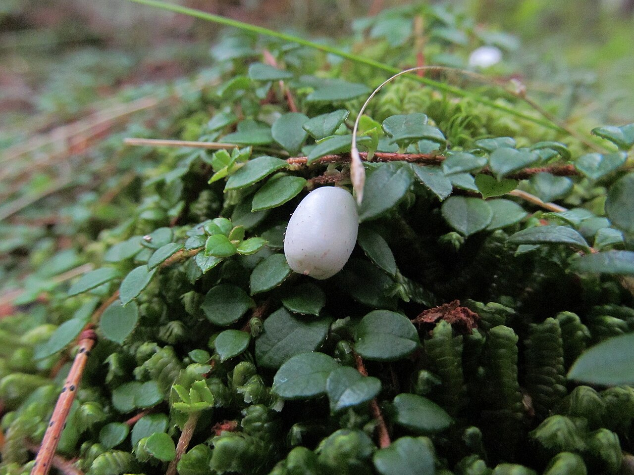 Creeping snowberry or moxie-plum