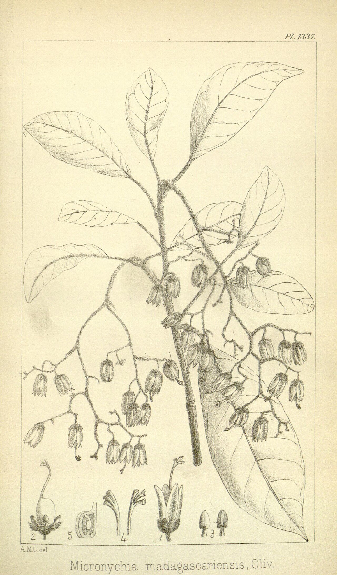 Micronychia madagascariensis