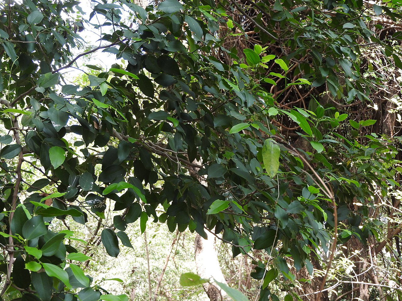 Celtis philippensis
