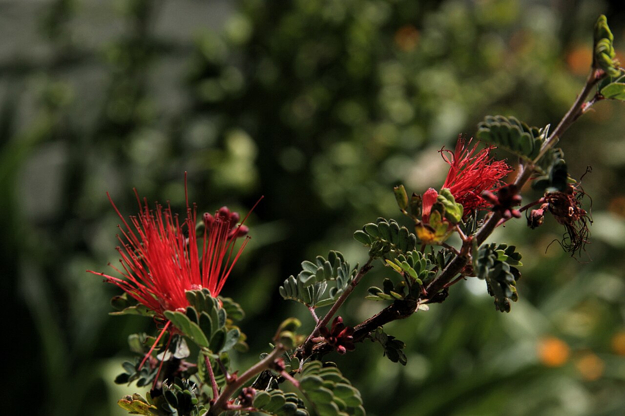 Calliandra californica