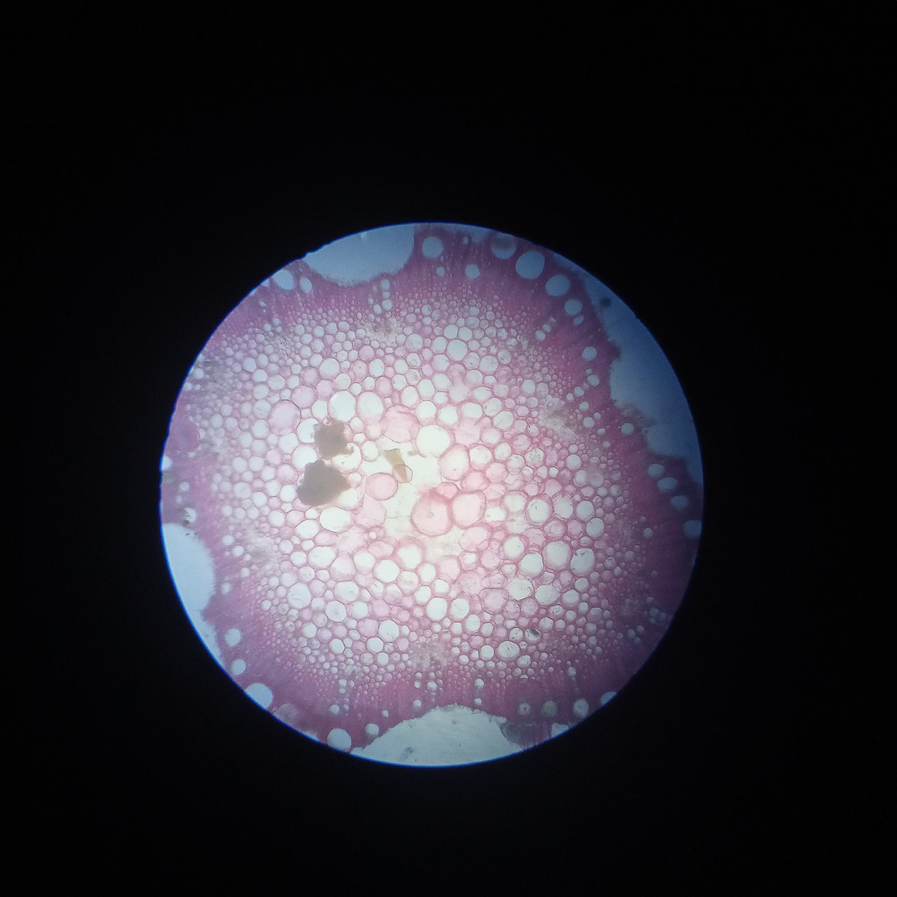 Bignonia capreolata