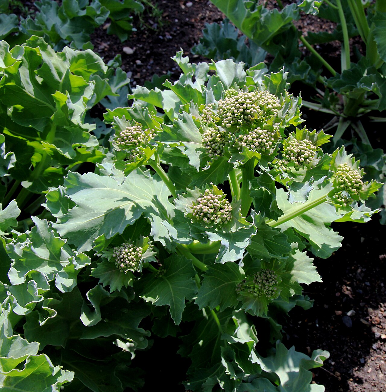 Crambe tataria