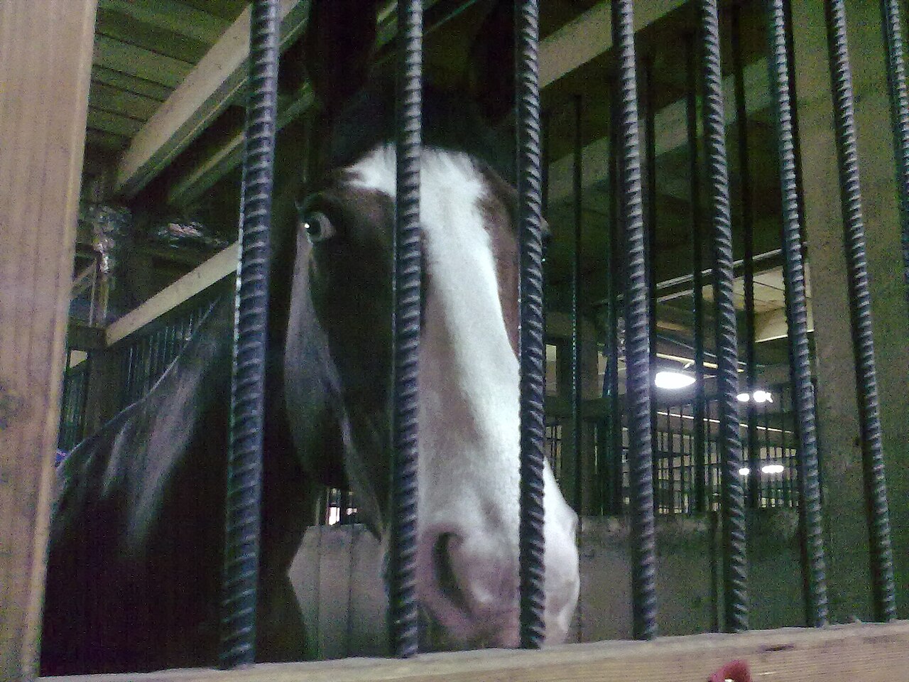 Romanian Sporthorse
