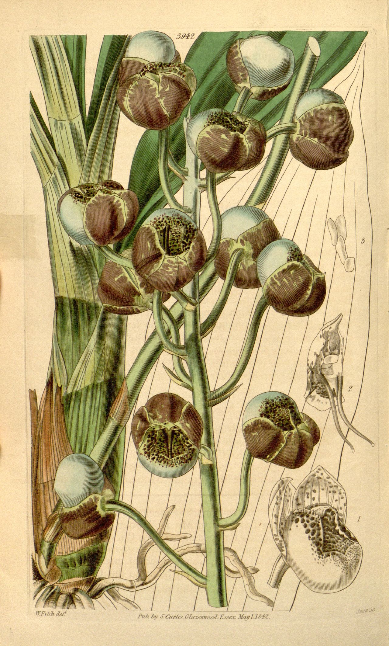 Catasetum globiflorum