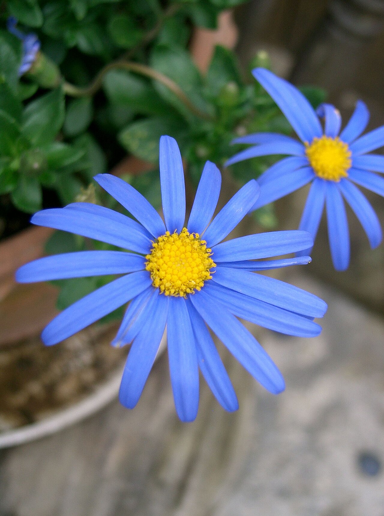 Felicia amelloides