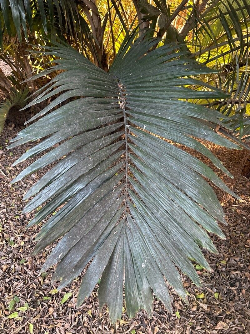 Arenga porphyrocarpa