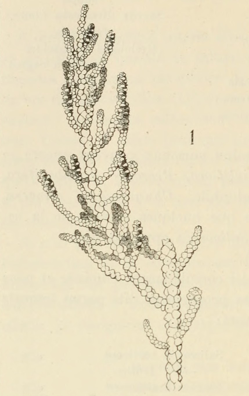 Allenrolfea patagonica