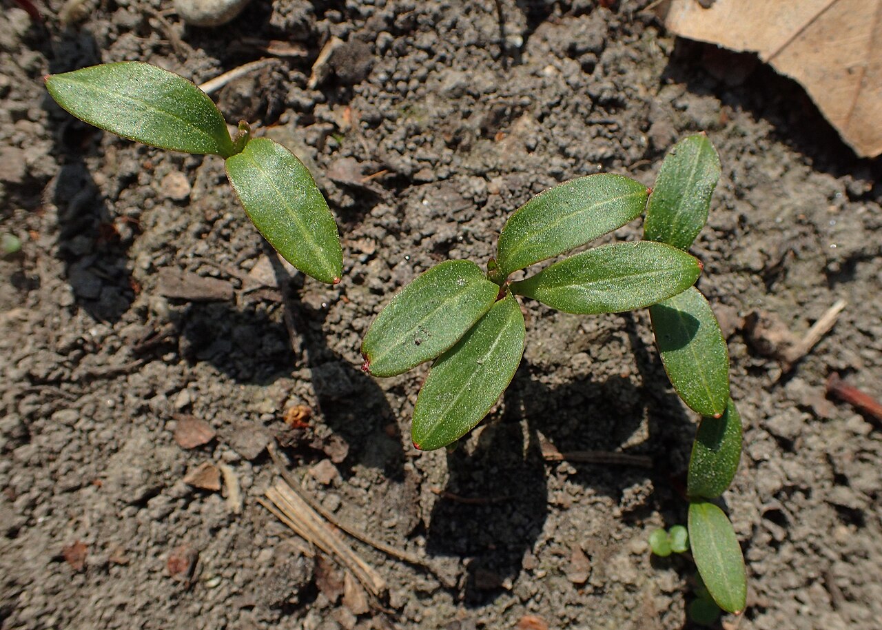 Helleborus foetidus