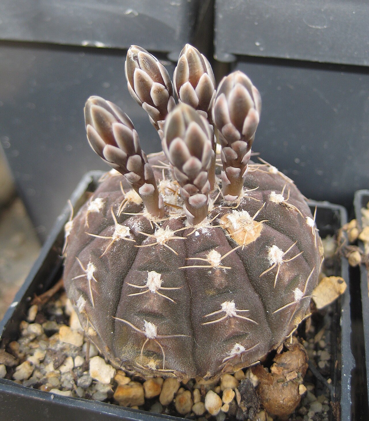 Gymnocalycium ragonesei
