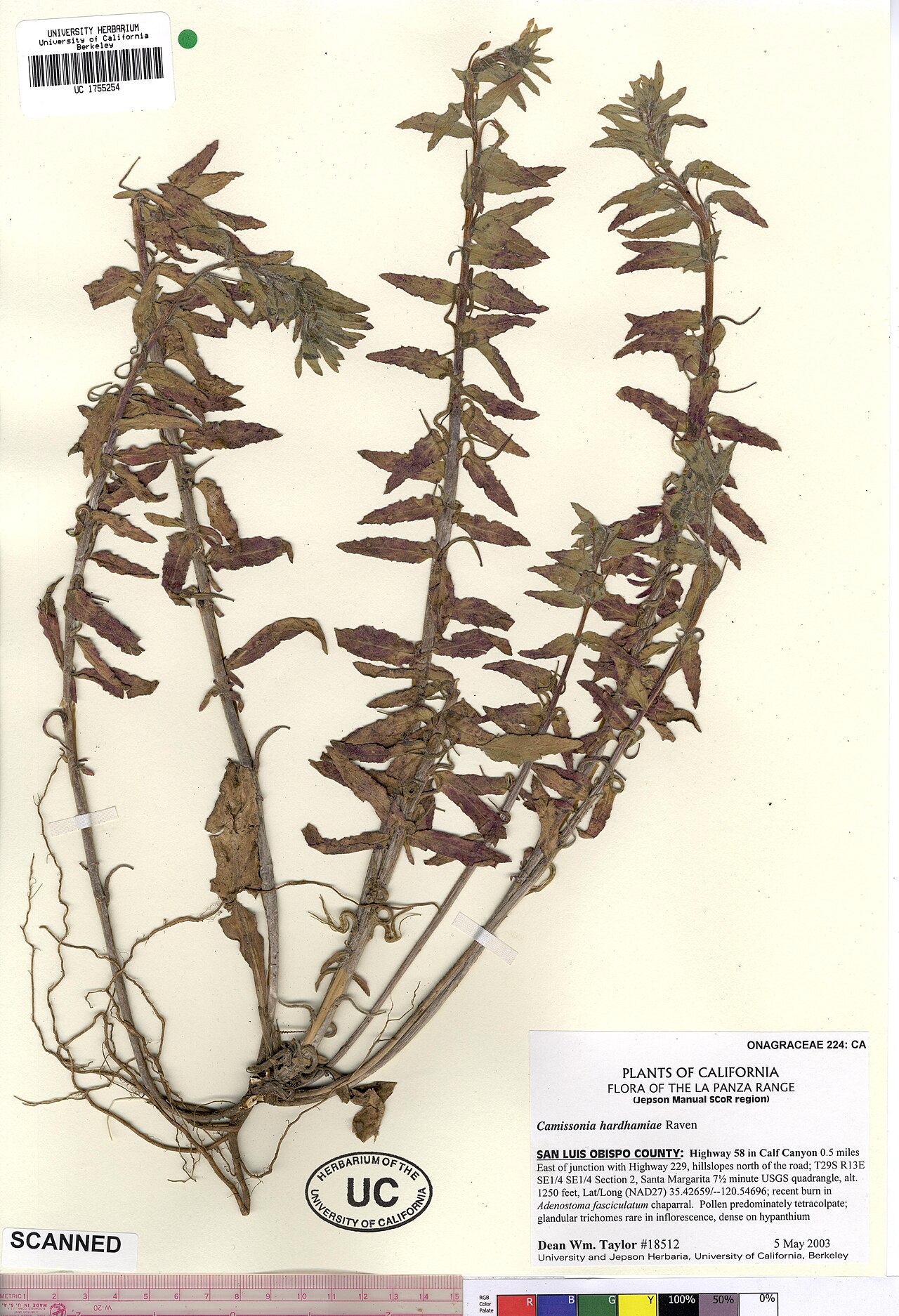 Camissoniopsis hardhamiae