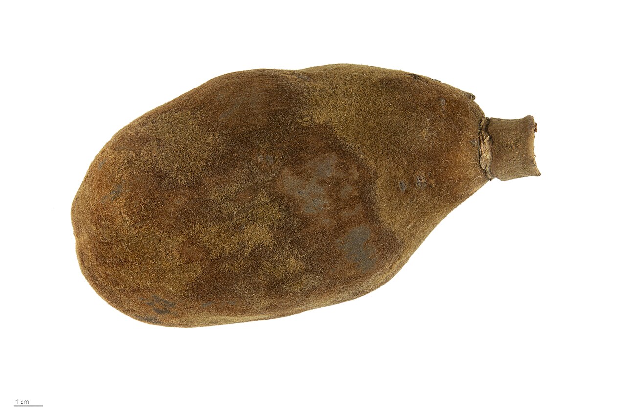 Adansonia suarezensis