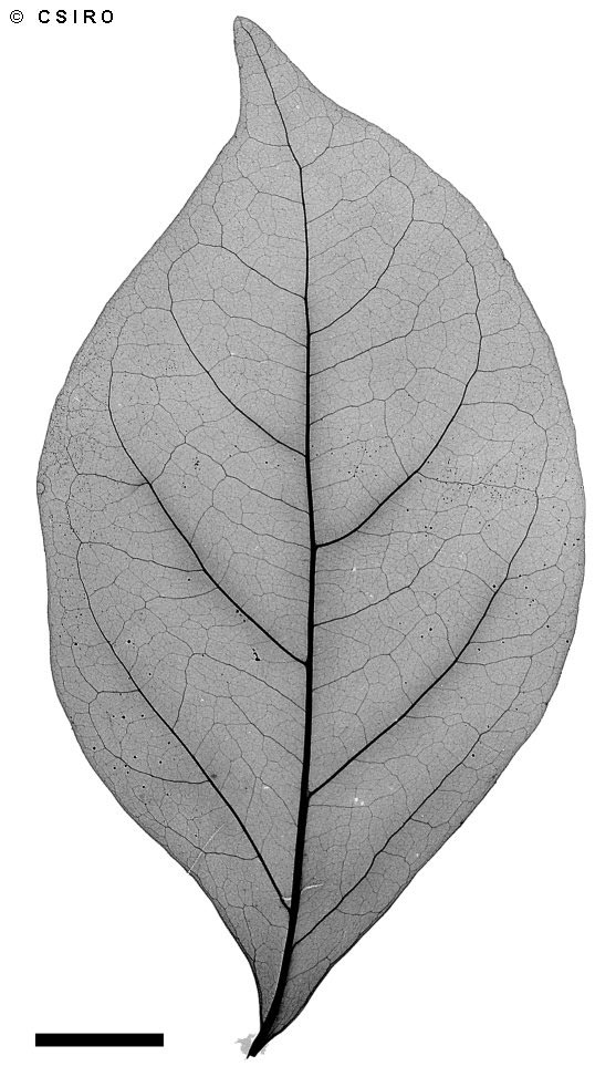 Coffea brassii