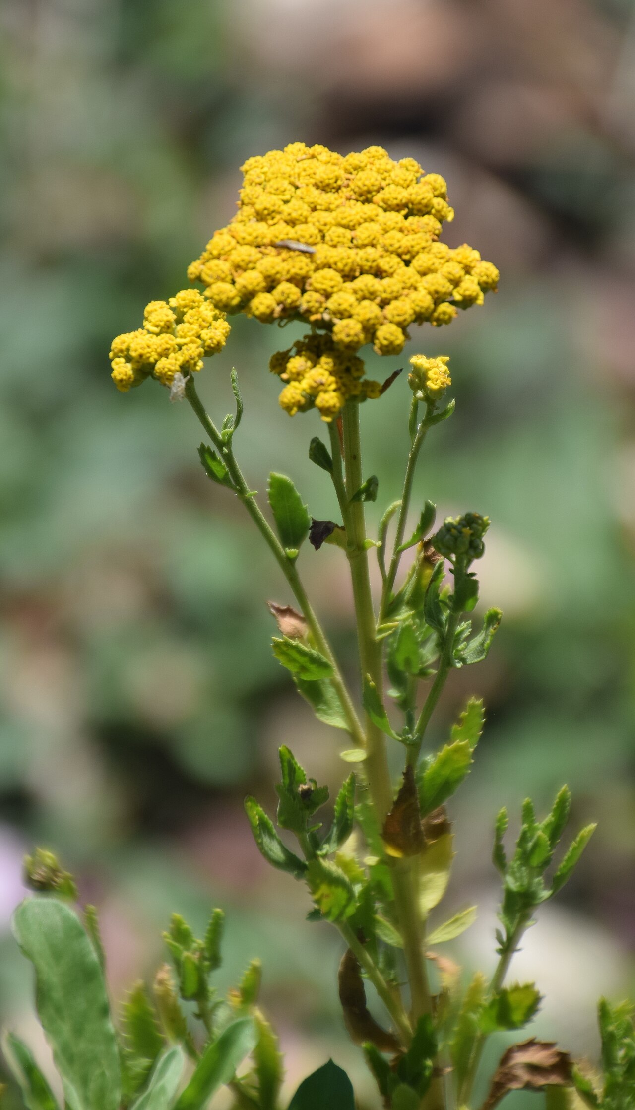 Achillea ageratum