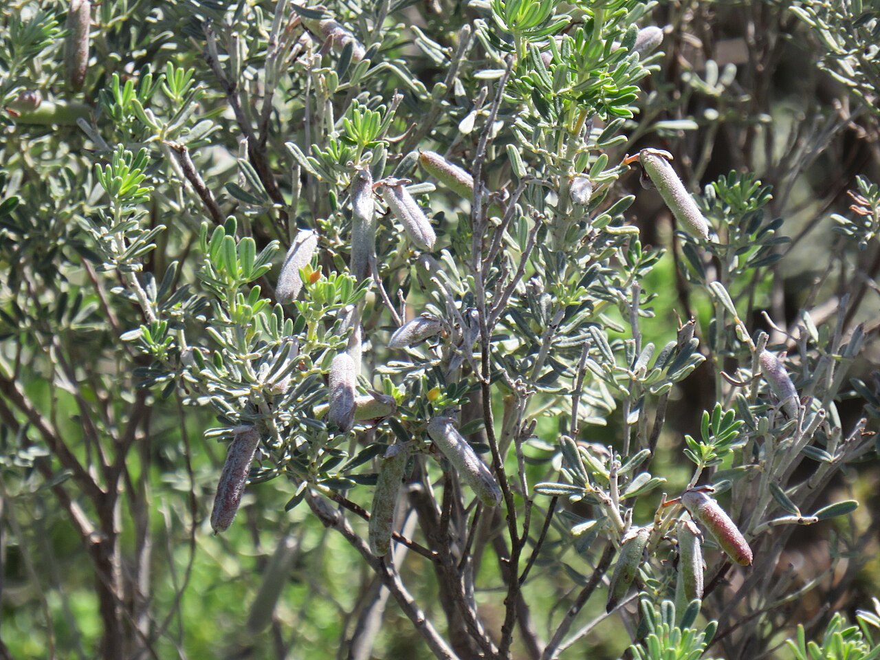 Indigofera brachystachya