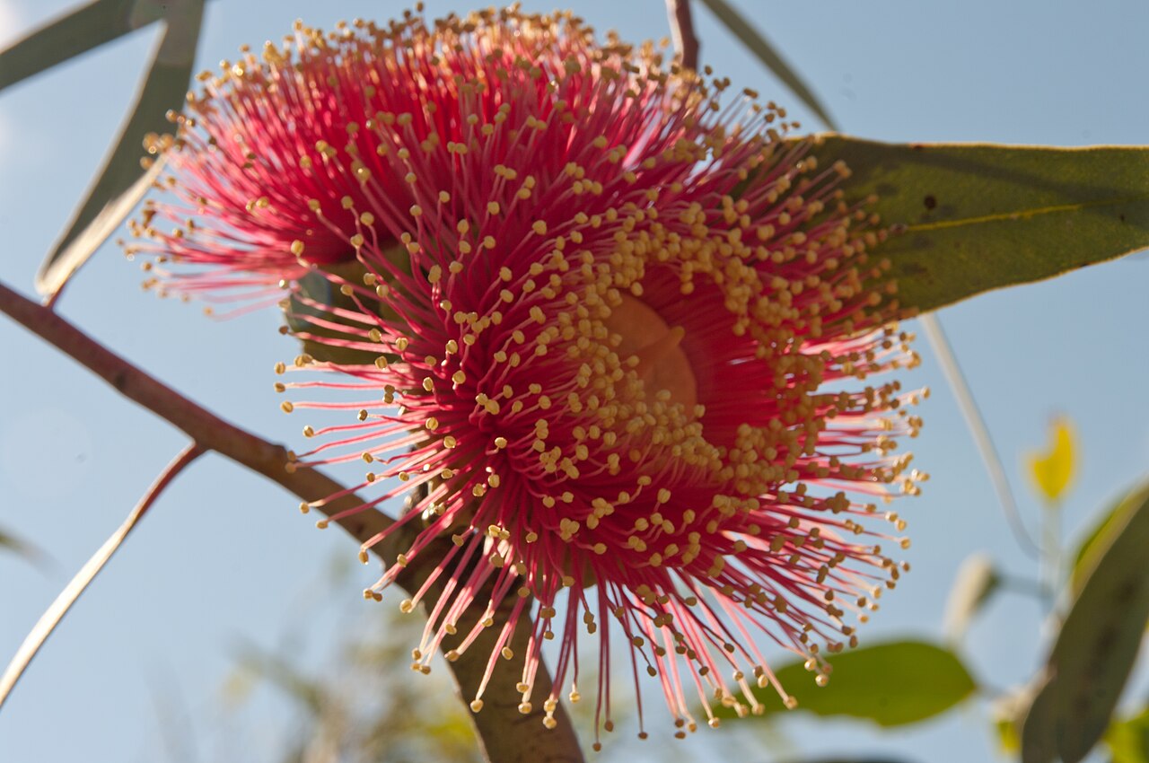 Large-fruited mallee