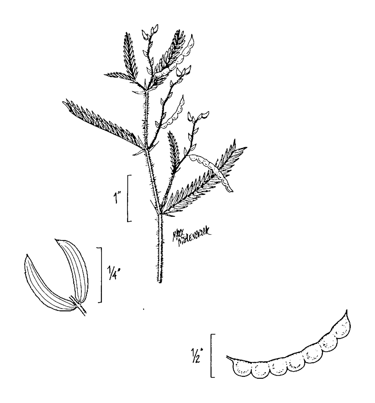 Aeschynomene americana