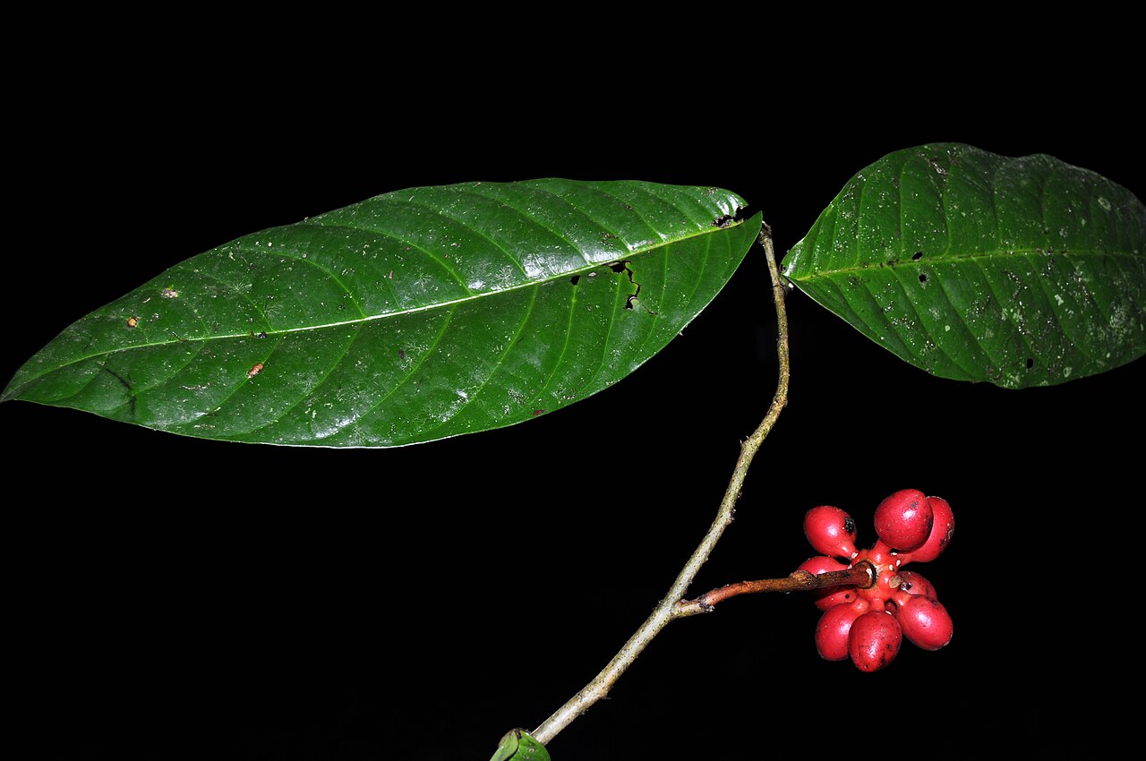 Desmopsis heteropetala