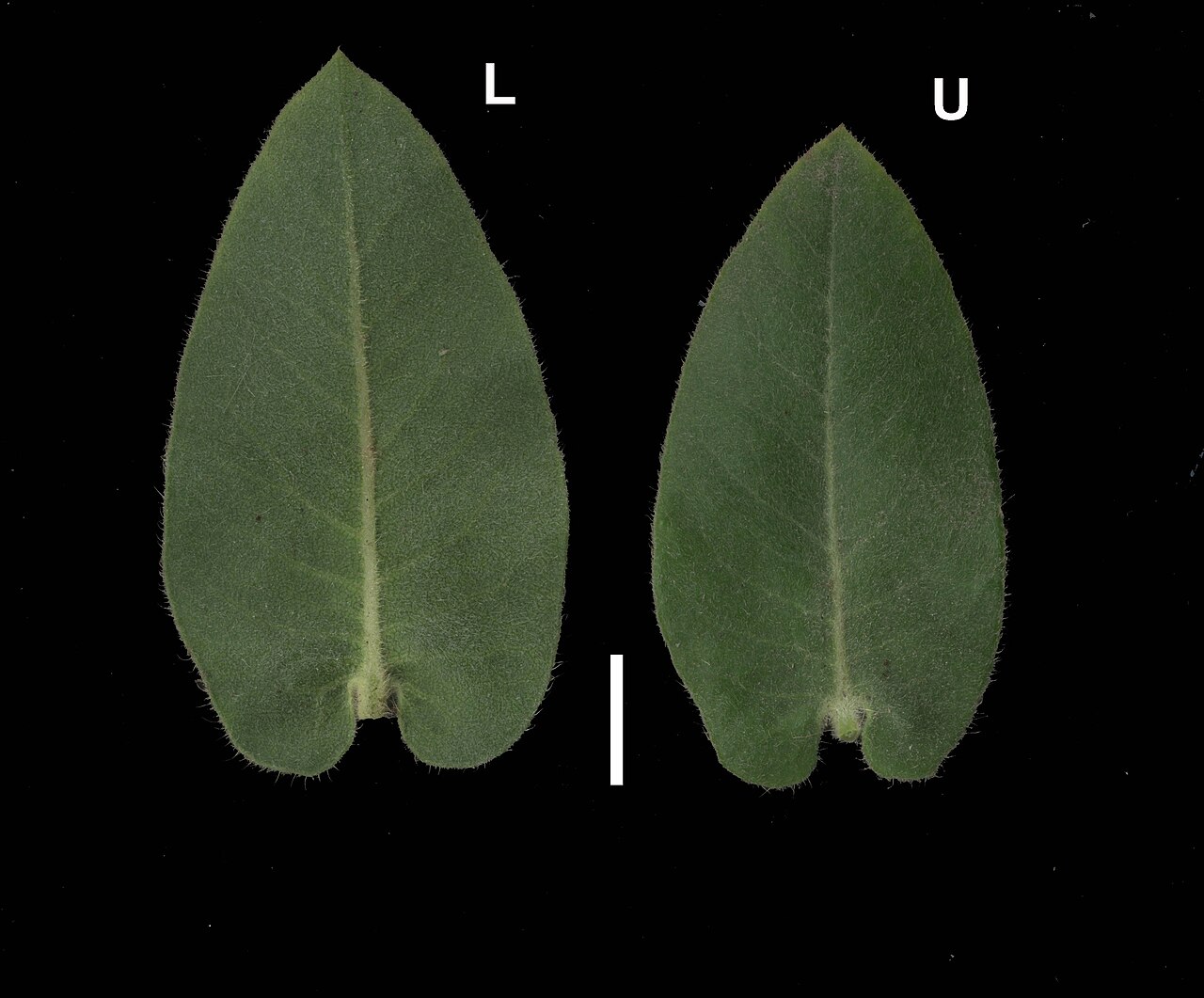 Arctostaphylos regismontana