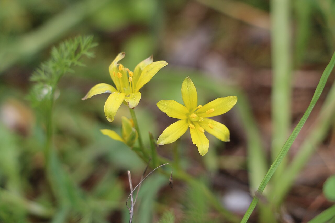 Gagea lacaitae