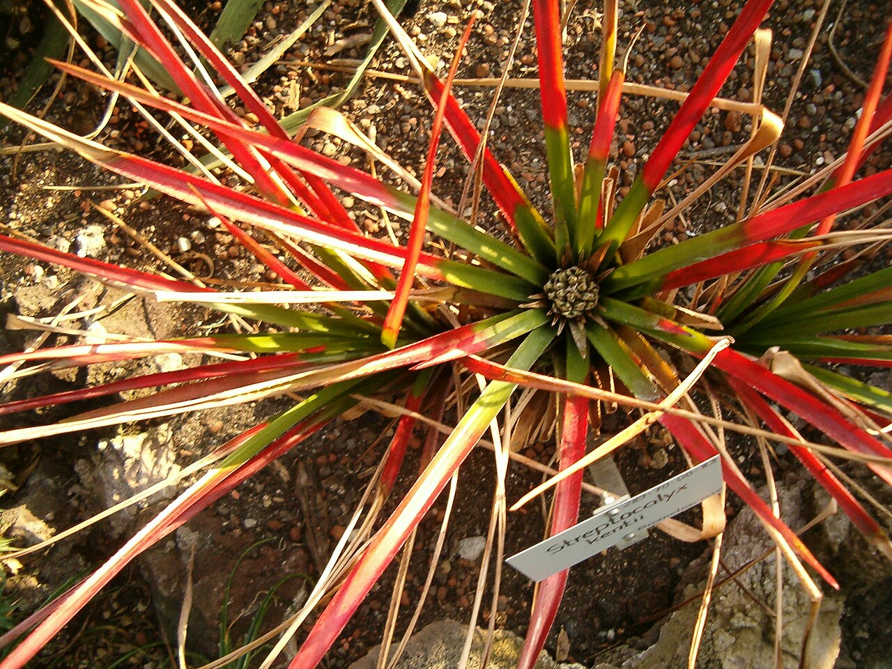 Aechmea kentii