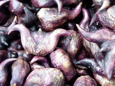 Trapa bicornis
