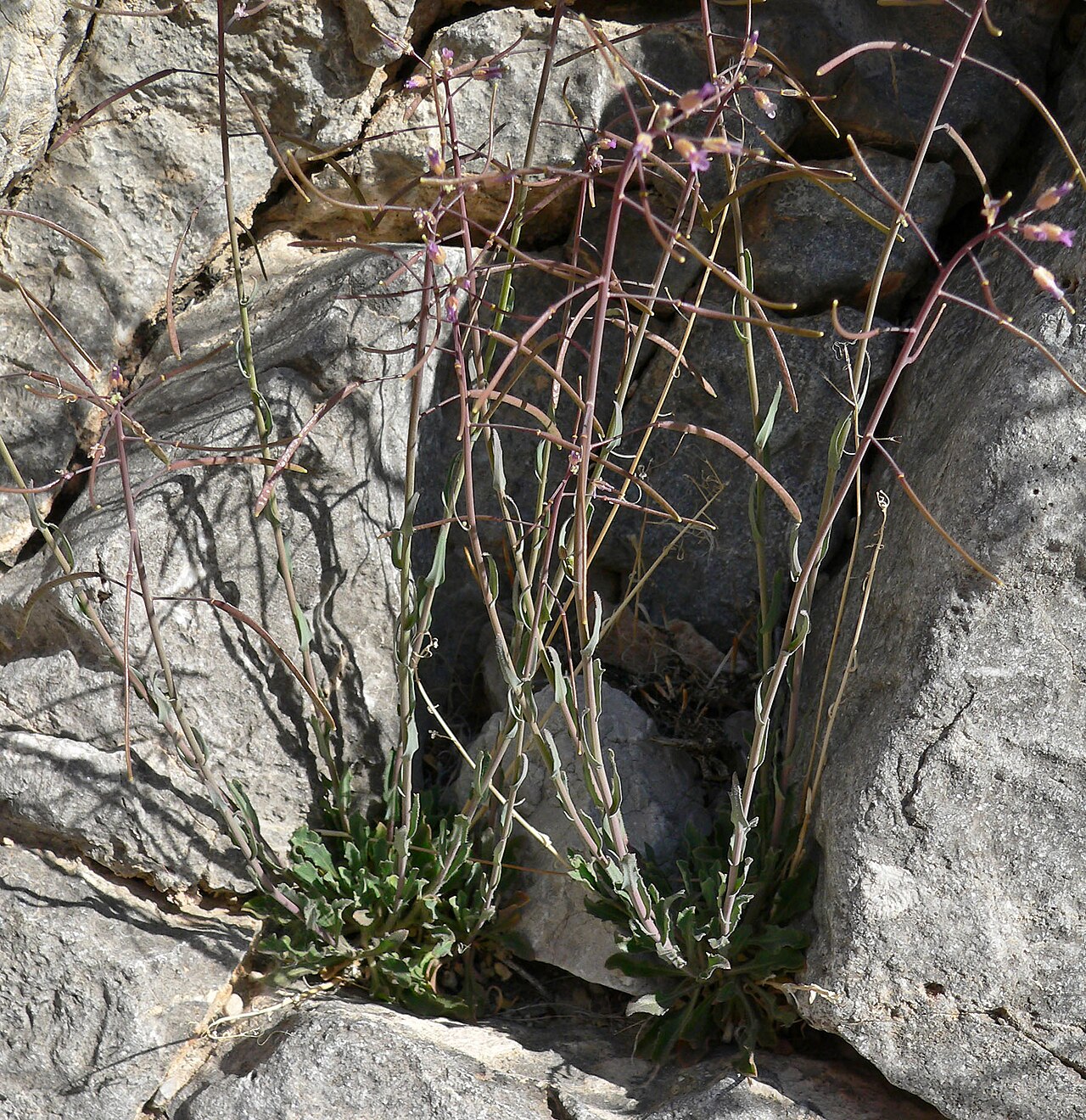 Boechera perennans