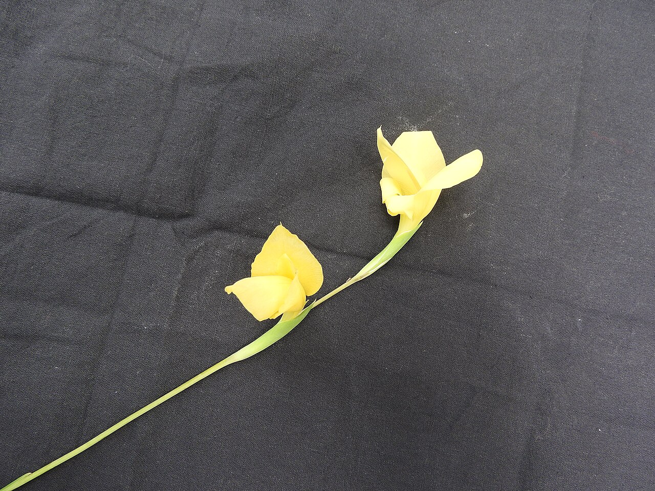 Gladiolus lemonia