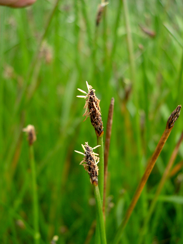 Eleocharis macrostachya