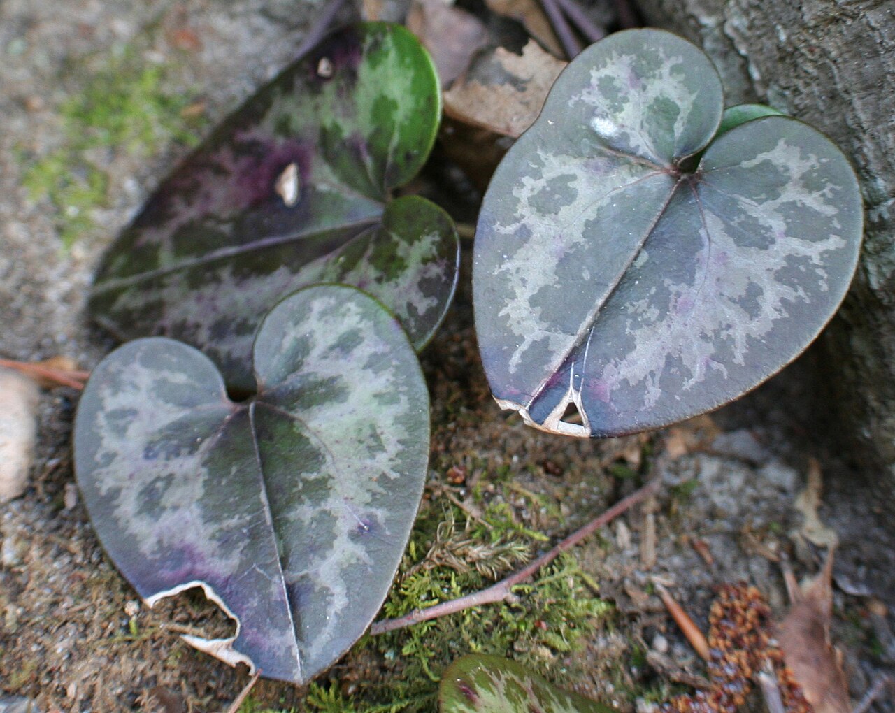 Hexastylis virginica
