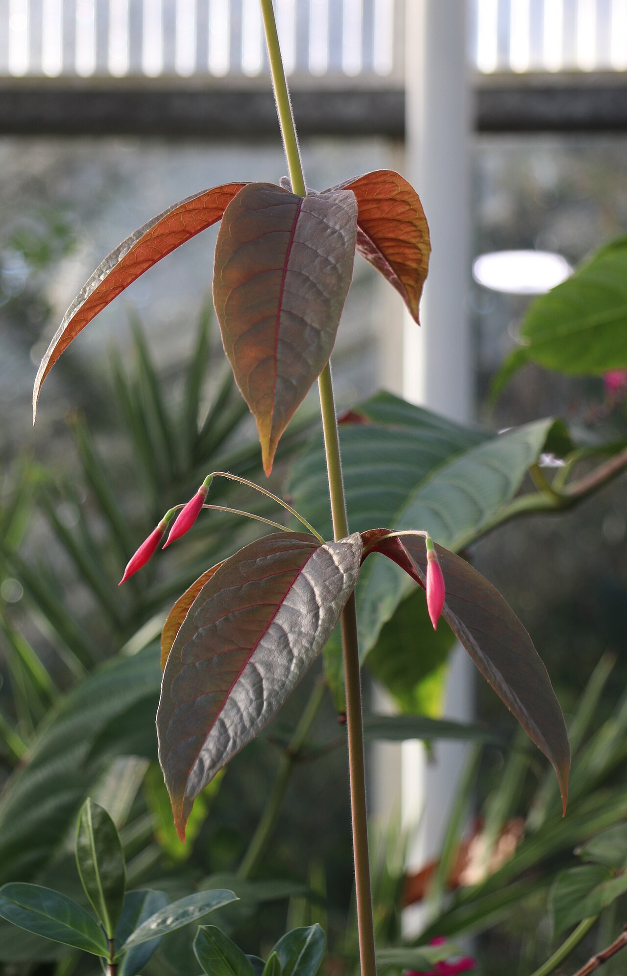 Fuchsia alpestris