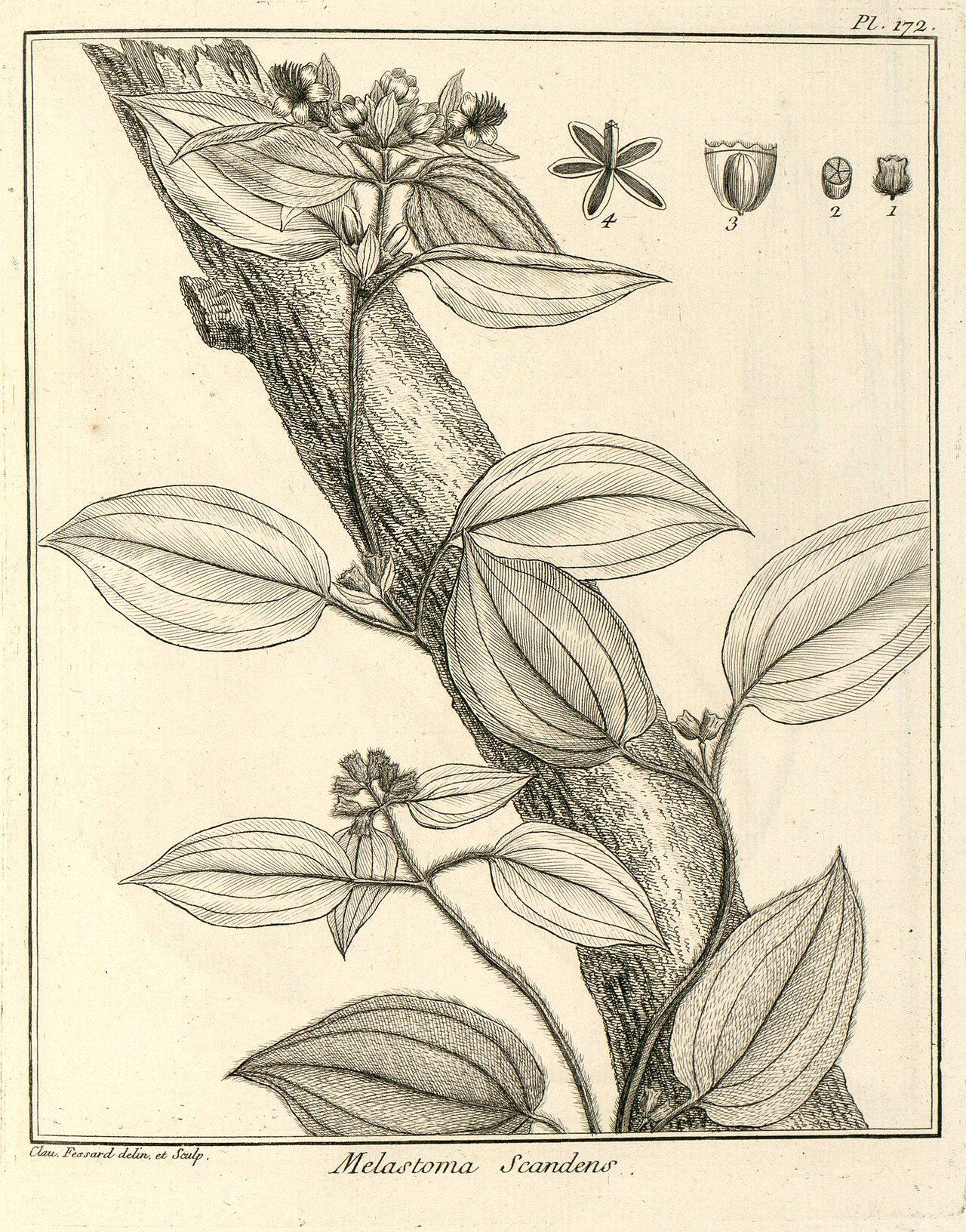 Adelobotrys scandens