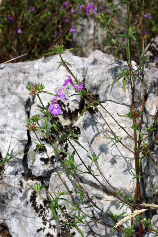Galeopsis angustifolia
