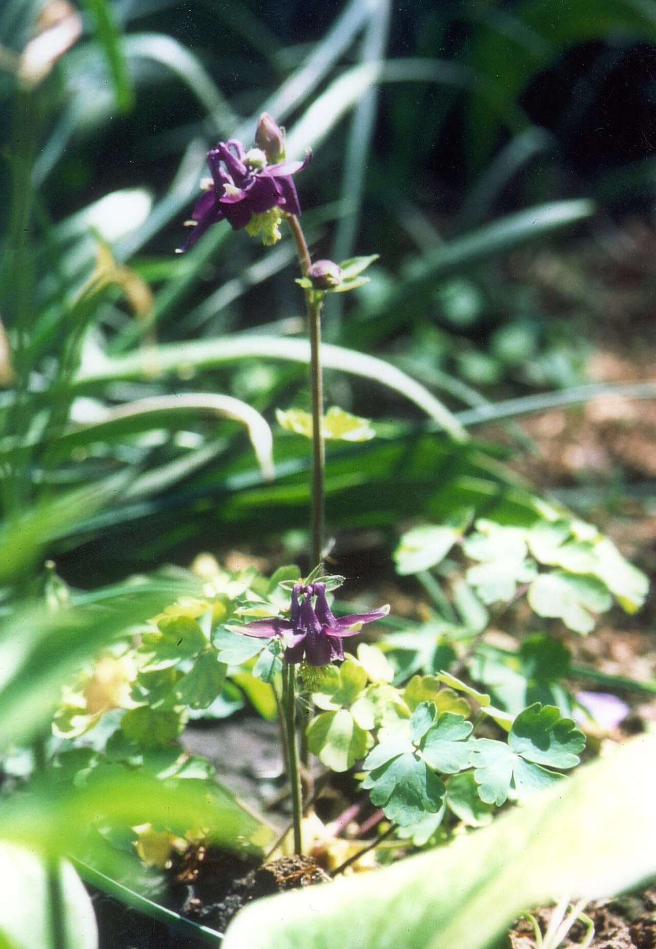 Aquilegia grata