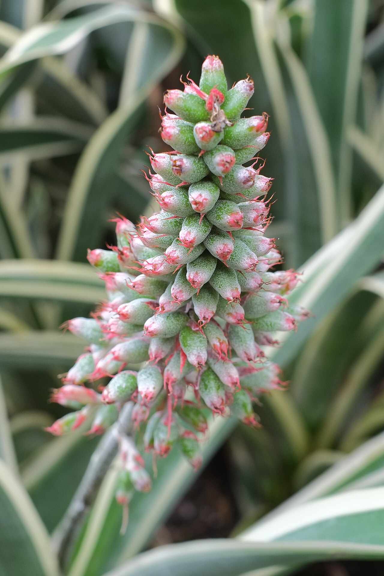 Aechmea coelestis