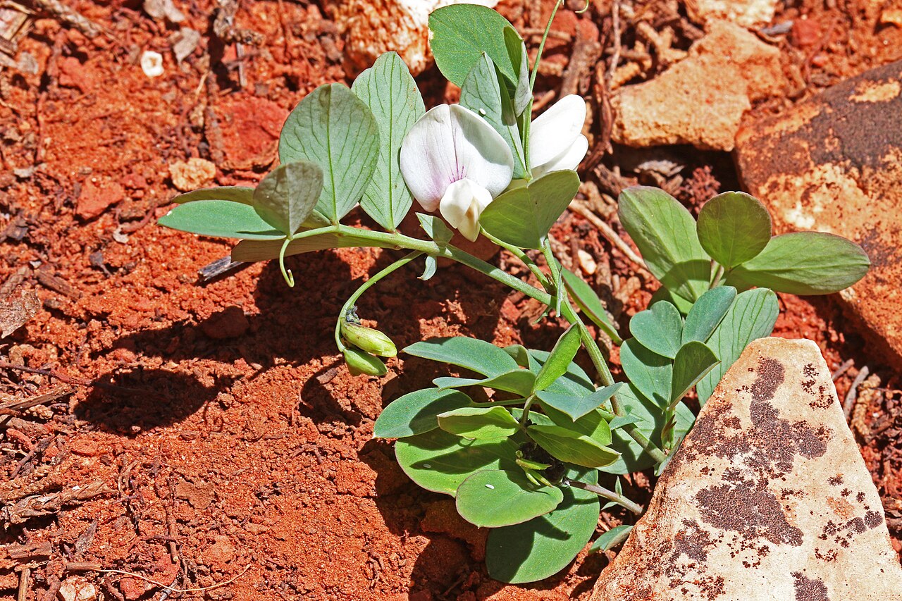 Lathyrus laetivirens