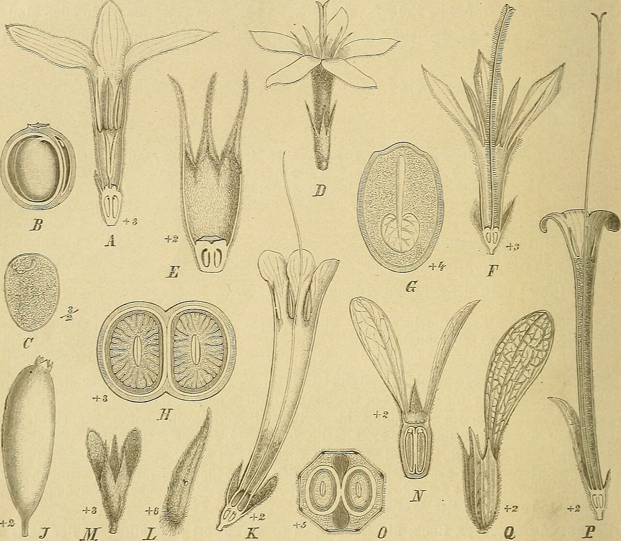 Belonophora
