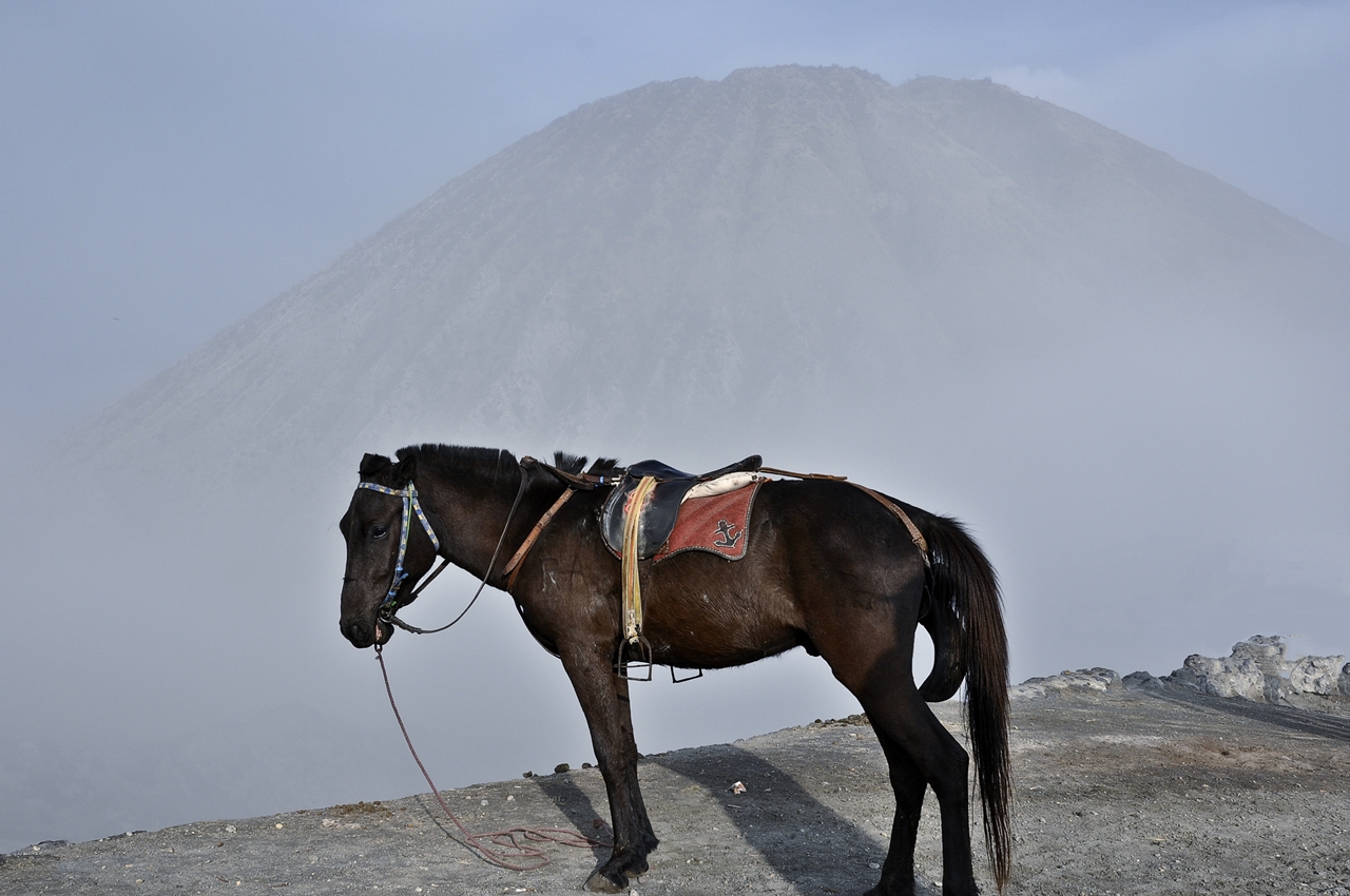Java Pony