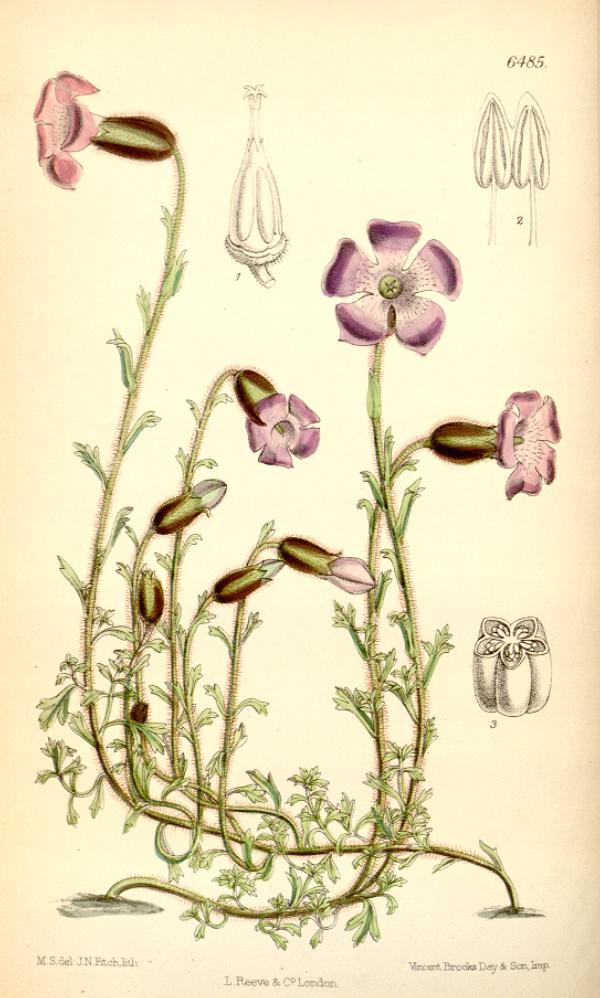 Cyananthus lobatus