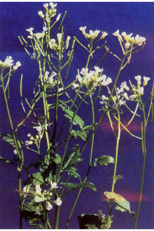 Cardamine breweri