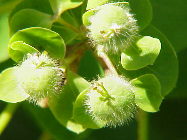 Euphorbia dulcis