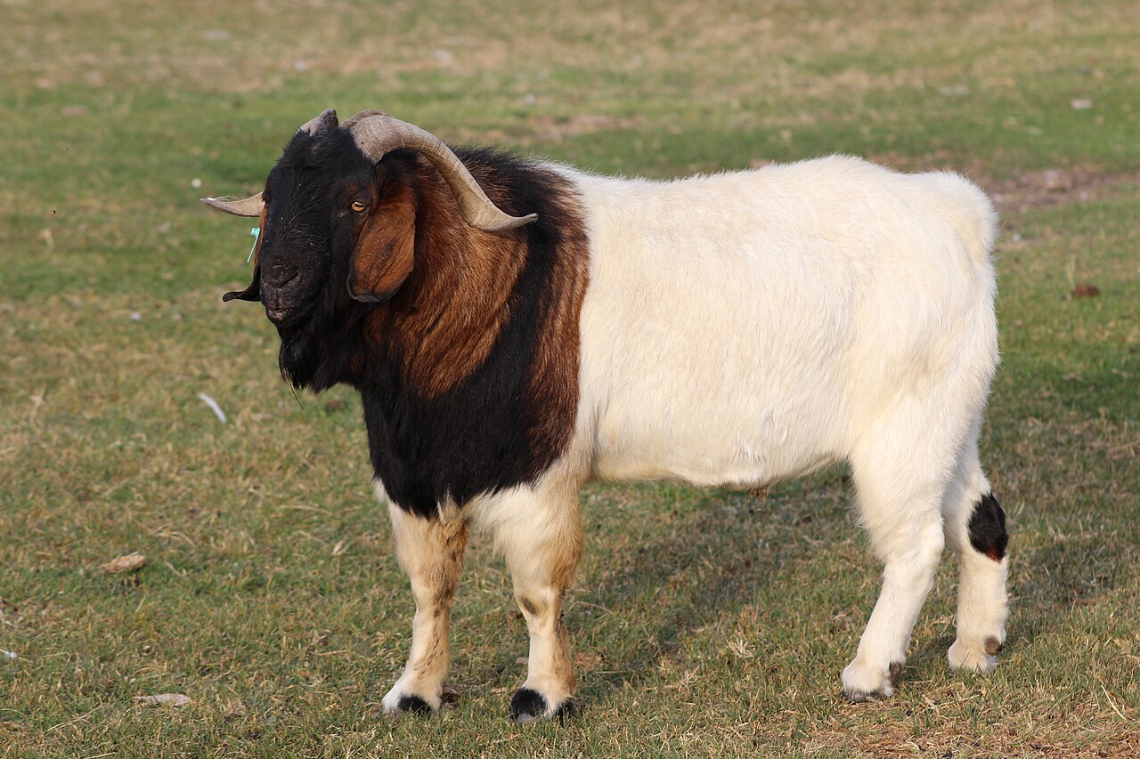 Boer
