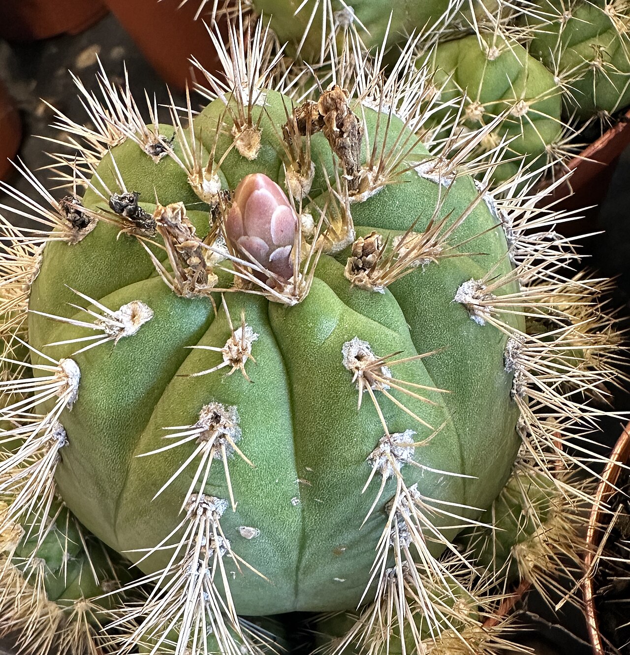 Gymnocalycium chacoense