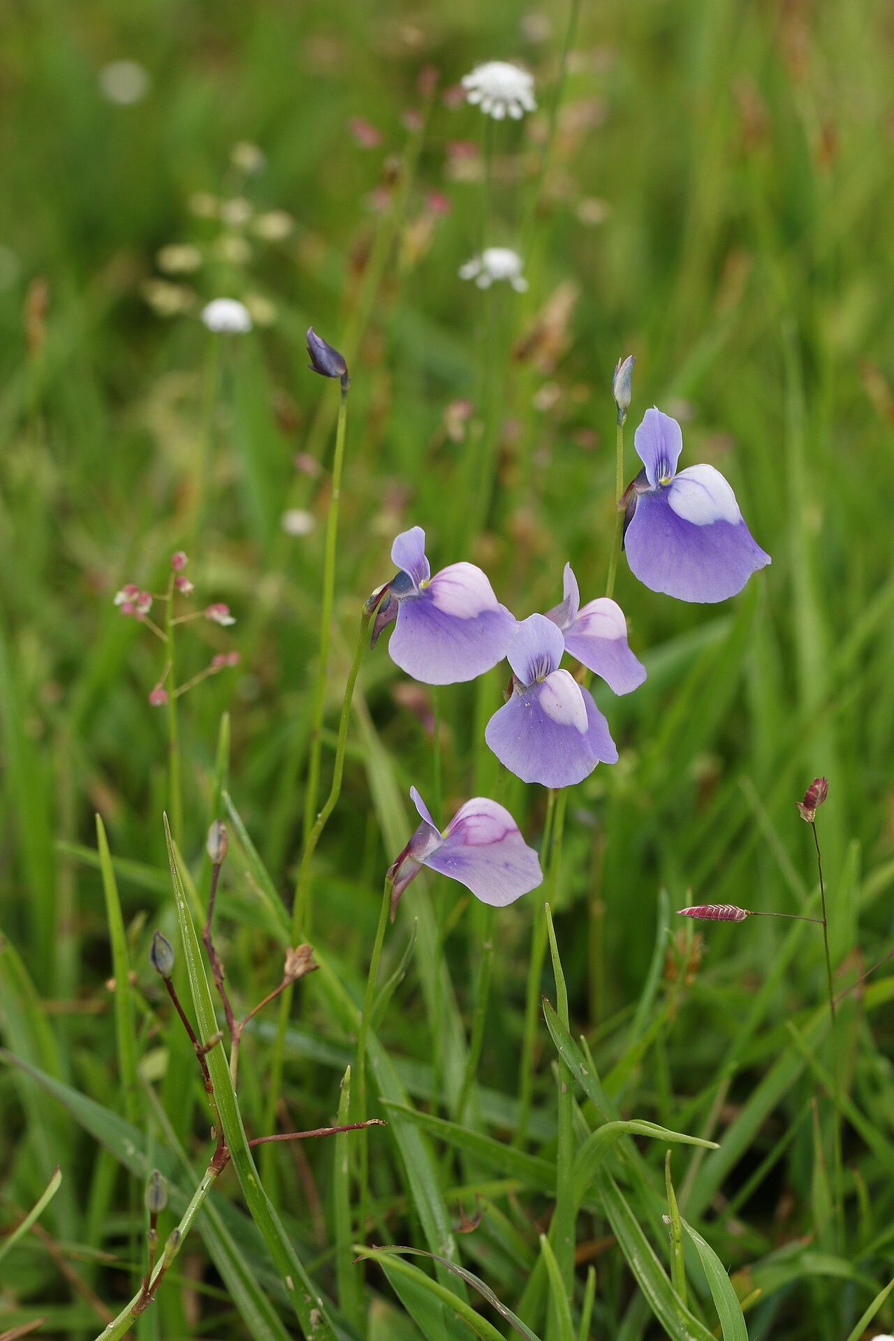 Utricularia cecilii