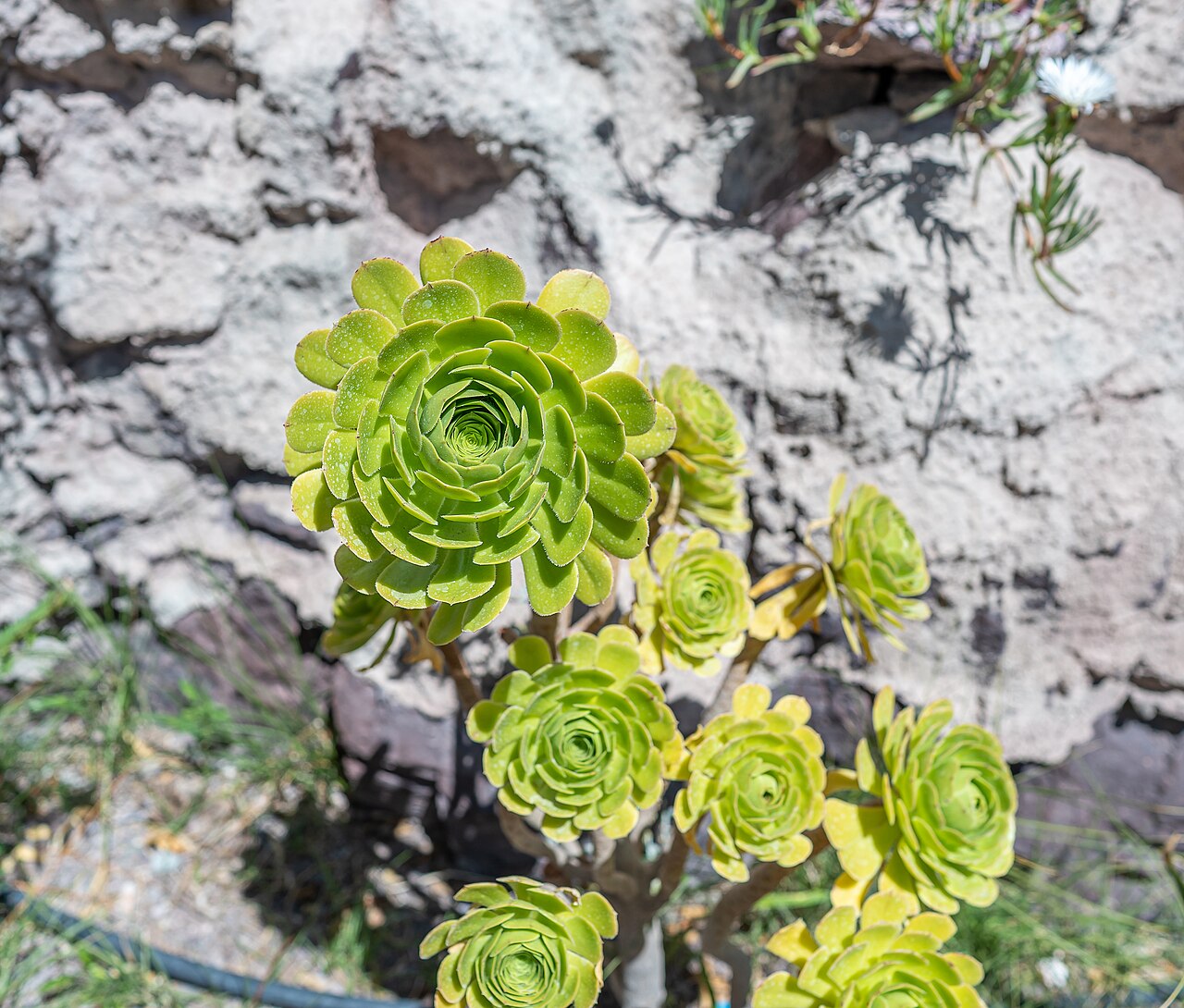 Aeonium undulatum