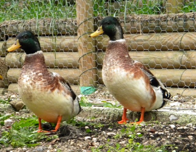 Silver Appleyard Duck