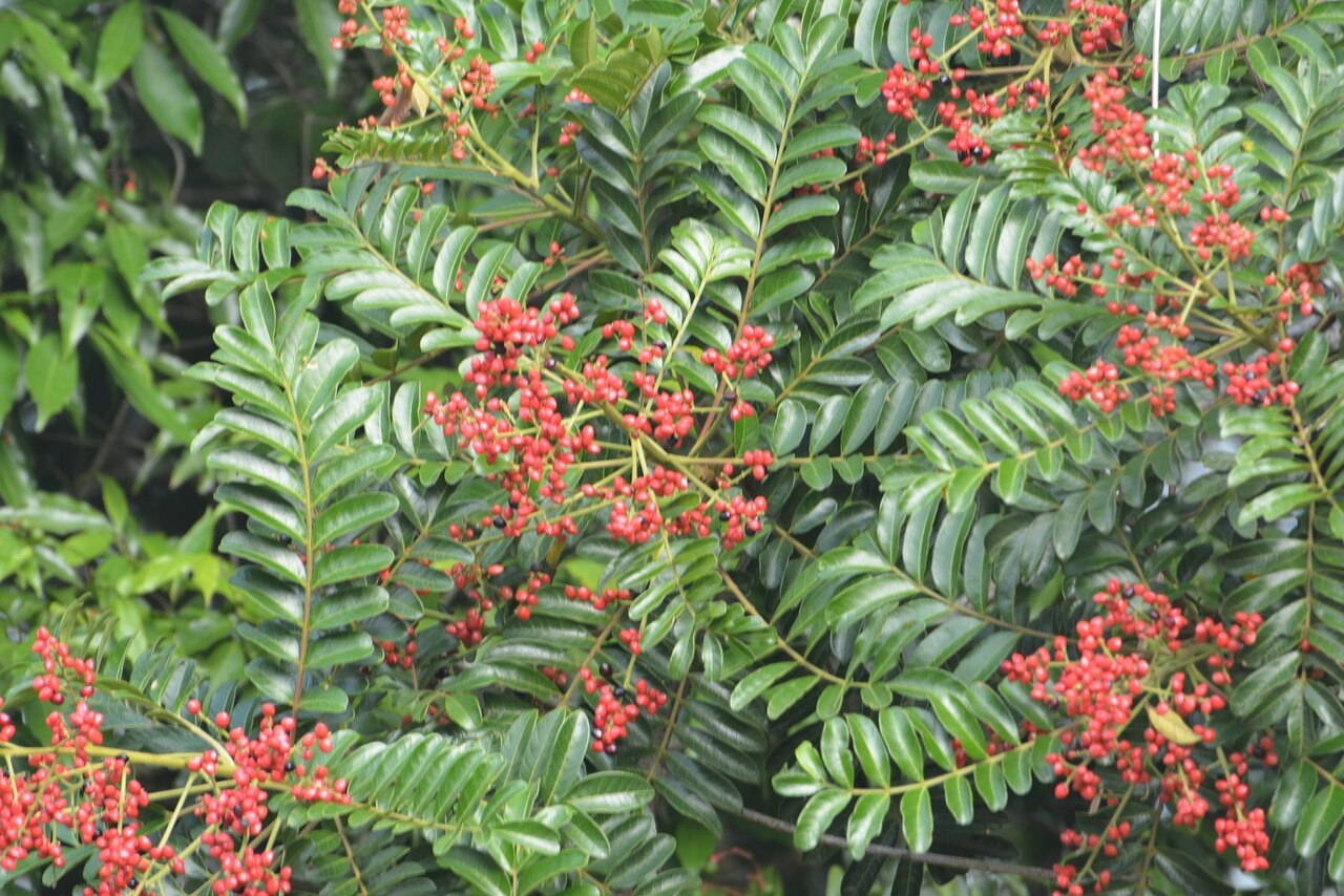 Mosquitoxylum jamaicense